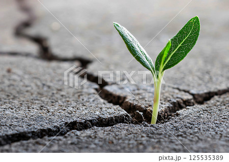 Macro shot of a decomposing leaf with fungi, bacteria and insects, showcasing nature recycling 125535389