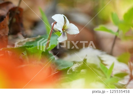 マルバスミレ 125535458