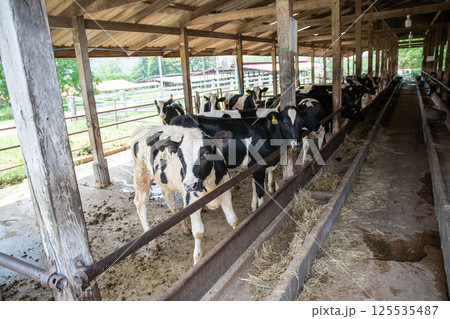 Dairy farm cows indoor in Thailand Dairy farm cows indoor in Thailand 125535487