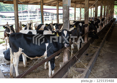 Dairy farm cows indoor in Thailand Dairy farm cows indoor in Thailand 125535488