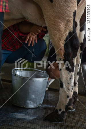 Farmer are  milking a cows by hand. 125535508