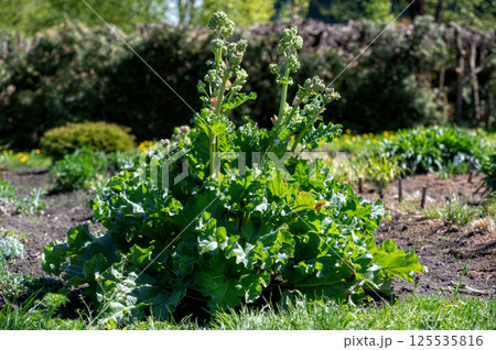 Lush Garden Filled With Verdant Green Plants. Blurred background with copy space. 125535816