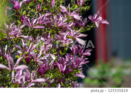 Vibrant Pink Magnolia Blossoms in a Spring Garden During Daytime Vibrant Pink Magnolia Blossoms in a Spring Garden During Daytime 125535819