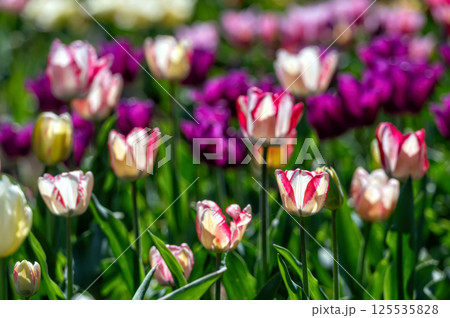 Field of Purple and White Tulips. Background with selective focus and copy space. 125535828