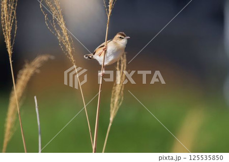 セッカ セッカ 125535850