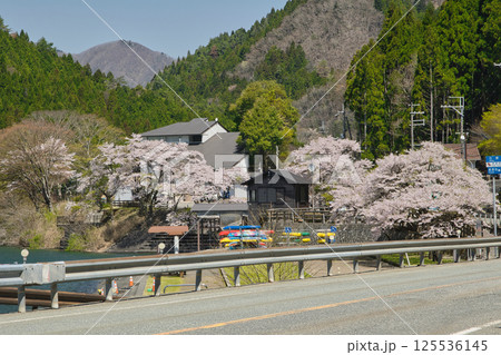 湖の周りを彩る〜桜色舞うころ　音水湖　兵庫県 125536145