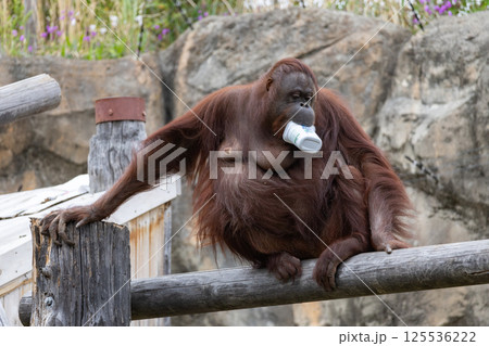 ヨーグルトの容器をくわえるボルネオオランウータン 125536222