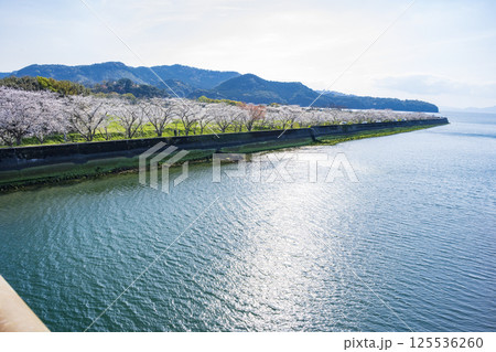 湯の児チェリーラインの桜 湯の児チェリーラインの桜 125536260