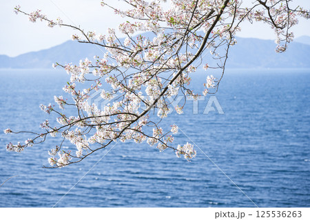 湯の児チェリーラインの桜 湯の児チェリーラインの桜 125536263
