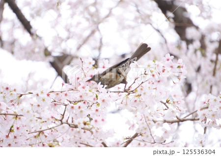 満開の桜の木にとまるヒヨドリ 満開の桜の木にとまるヒヨドリ 125536304