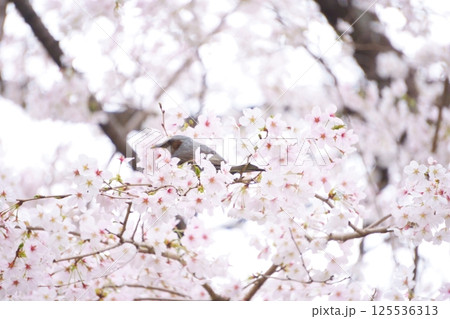 満開の桜の枝にとまるヒヨドリ 125536313