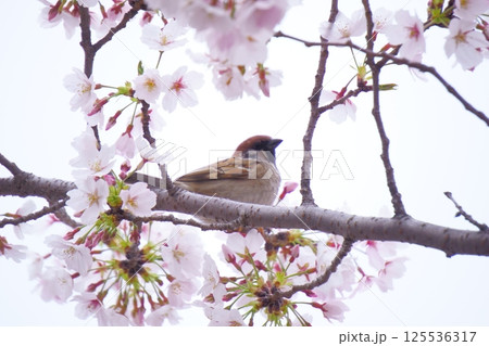 桜の枝にとまるスズメ 桜の枝にとまるスズメ 125536317
