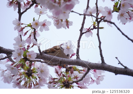 桜の花をついばむスズメ 125536320