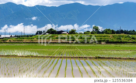 《AI画像》田舎の水田 稲作イメージ 《AI画像》田舎の水田 稲作イメージ 125536384