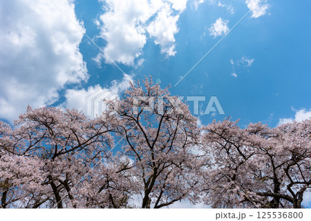 鮎川千本桜、満開のソメイヨシノと青空のコピースペース 鮎川千本桜、満開のソメイヨシノと青空のコピースペース 125536800