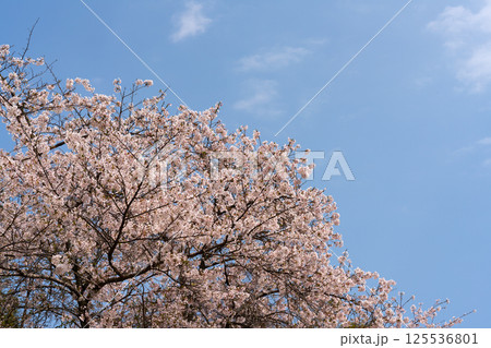 満開のソメイヨシノと青空のコピースペース 125536801