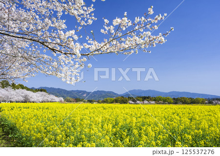 西都原古墳群の桜と菜の花 西都原古墳群の桜と菜の花 125537276