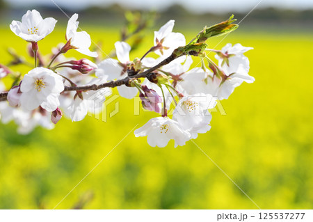 西都原古墳群の桜と菜の花 125537277