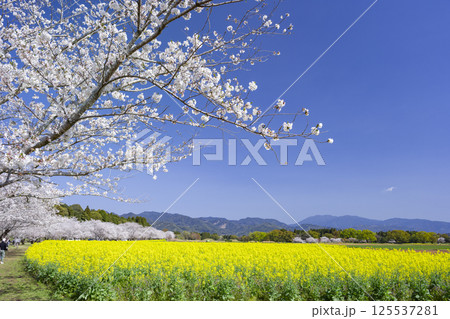 西都原古墳群の桜と菜の花 125537281