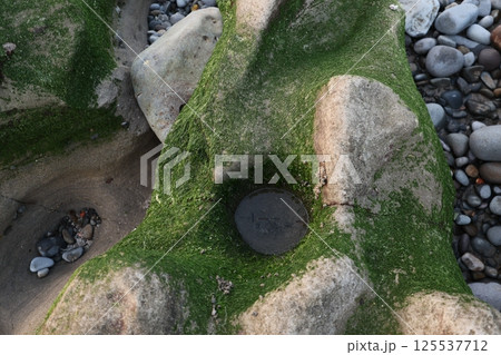 海藻 海草 のり 125537712