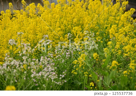 黄色い色の菜の花満開 125537736