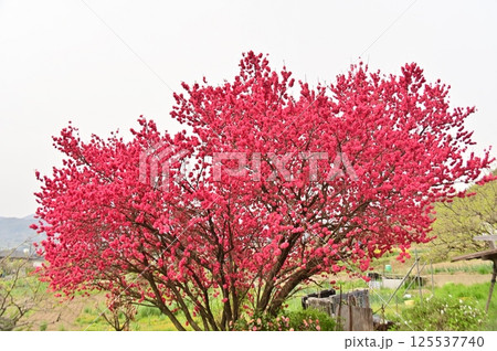 花桃の赤い花 125537740