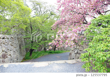 津山城跡 八重桜（岡山県 津山市） 125537795