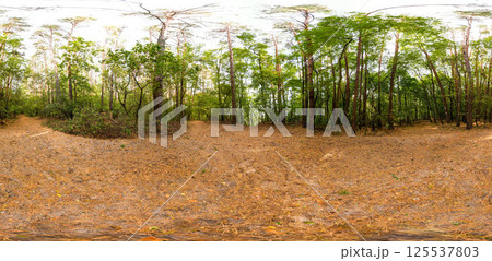Full seamless 360 degree angle view spherical HDRi panorama of green forest trails during autumn season in equirectangular projection. AR VR virtual reality content scene natural landscape 125537803