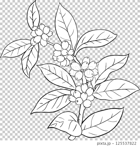 Coffee Branch with Berries Outline Illustration. Organic natural nutritional Ingredient.  125537822