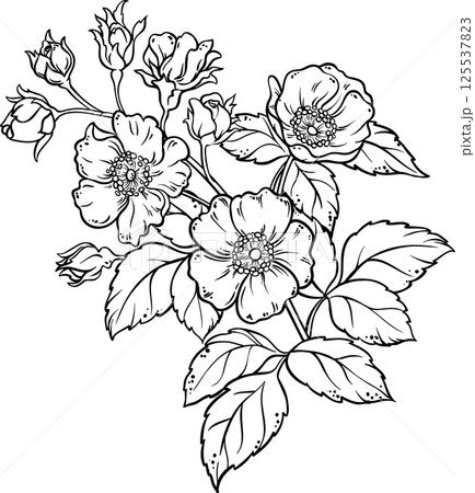 Dog Rose Branch with Flowers and Leaves Colored Detailed Illustration. Organic natural nutritional healthy food ingredient. 125537823