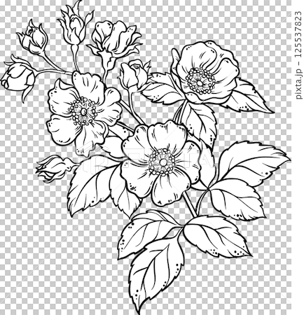 Dog Rose Branch with Flowers and Leaves Colored Detailed Illustration. Organic natural nutritional healthy food ingredient. 125537823