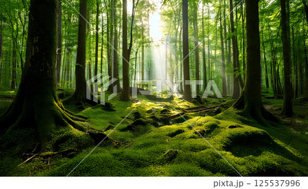 Majestic ancient forest with massive trees and thick moss, ethereal light beams piercing through canopy, creating serene and enchanting atmosphere 125537996