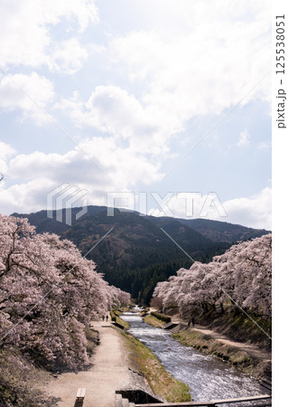 春爛漫の鮎川千本桜の情景 春爛漫の鮎川千本桜の情景 125538051