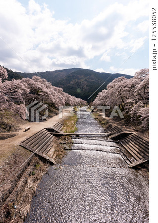 春爛漫の鮎川千本桜の情景 125538052