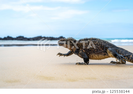 Marine iguana on the sandy shores of Isabela Island, Galapagos Archipelago, Ecuador 125538144