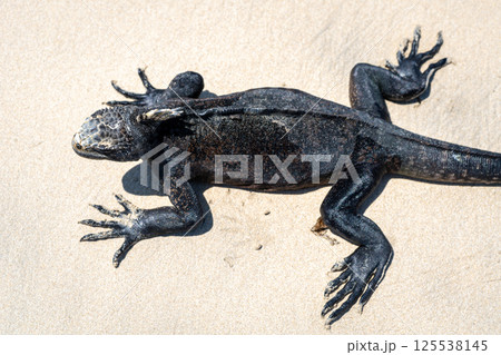 Marine iguana on the sandy shores of Isabela Island, Galapagos Archipelago, Ecuador 125538145