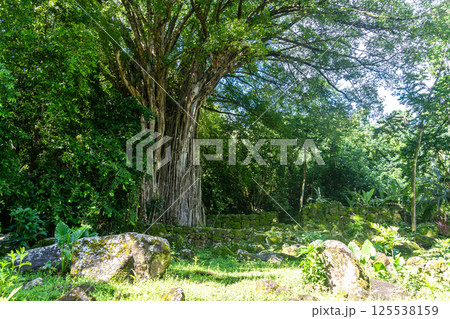 Majestic banyan tree at Kamuihei archaeological site, Nuku Hiva, Marquesas Islands. French Polynesia Majestic banyan tree at Kamuihei archaeological site, Nuku Hiva, Marquesas Islands. French Polynesia 125538159