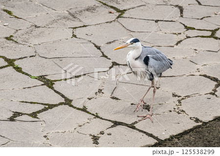 アオサギ　大阪市中之島公園 125538299