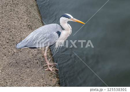 アオサギ　大阪市中之島公園 125538301