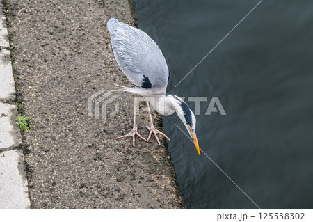 アオサギ 大阪市中之島公園 アオサギ 大阪市中之島公園 125538302