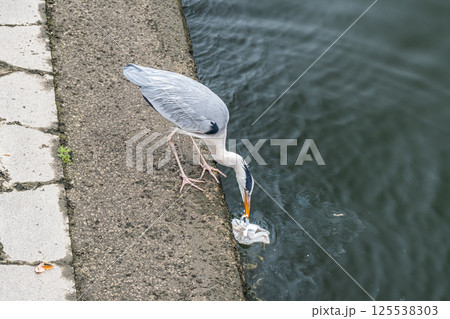 ビニール袋に入った残飯を漁るアオサギ 大阪市中之島公園 ビニール袋に入った残飯を漁るアオサギ 大阪市中之島公園 125538303