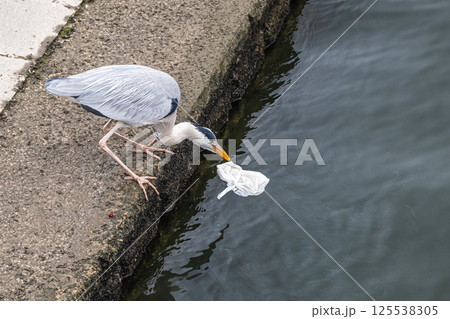ビニール袋に入った残飯を漁るアオサギ 大阪市中之島公園 ビニール袋に入った残飯を漁るアオサギ 大阪市中之島公園 125538305