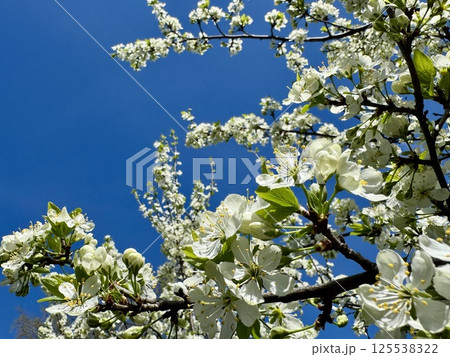 White apple  Blossoms Against Clear Blue Sky 125538322