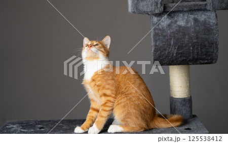 Ginger domestic playful cat sitting on cat tower. Pet house, tree with scratching posts. Ginger domestic playful cat sitting on cat tower. Pet house, tree with scratching posts. 125538412