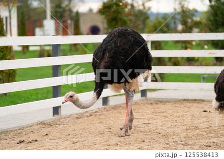 Funny ostrich in the zoo, close-up portrait. Nature and animals. Funny ostrich in the zoo, close-up portrait. Nature and animals. 125538413