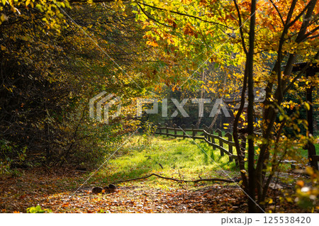 Beautiful view of a path in an autumn forest on a sunny day. Nature and colors of autumn. Selective focus Beautiful view of a path in an autumn forest on a sunny day. Nature and colors of autumn. Selective focus 125538420