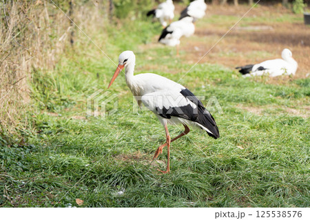 Stork walking in a pasture on a sunny warm day. Close-up. Protected bird species Stork walking in a pasture on a sunny warm day. Close-up. Protected bird species 125538576