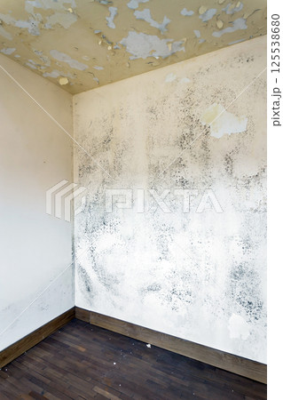 Moss and Mold spots on the ceiling on wall Moss and Mold spots on the ceiling on wall 125538680
