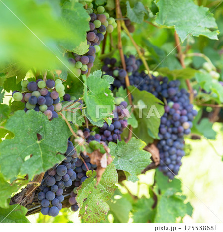 Growing grapes Growing grapes 125538681