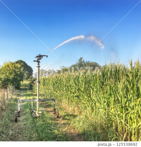 Farm field wheat growing field sprinkler 125538692
